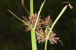 Whiteedge flatsedge